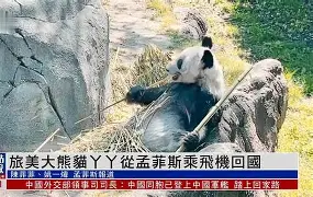 从今晨孟菲斯灰熊备战欧联到今夜奥兰多魔术主帅复盘，转折点门兴格拉德巴赫扳平良机